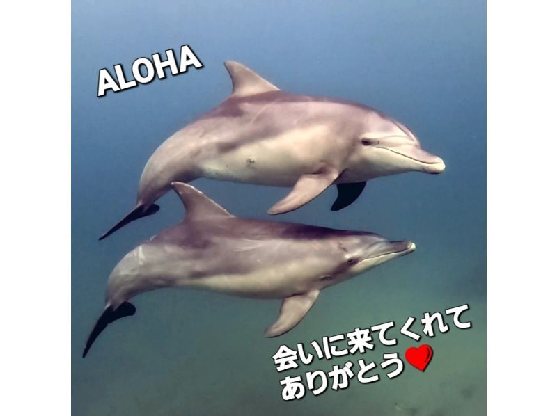 [Free transportation] Meet "dolphins" in Chiba⁉️ Visit the undersea shrine all year round from Shimousa-Nakayama Station/Funabashi Station! Scuba diving tours on Lanaiの紹介画像