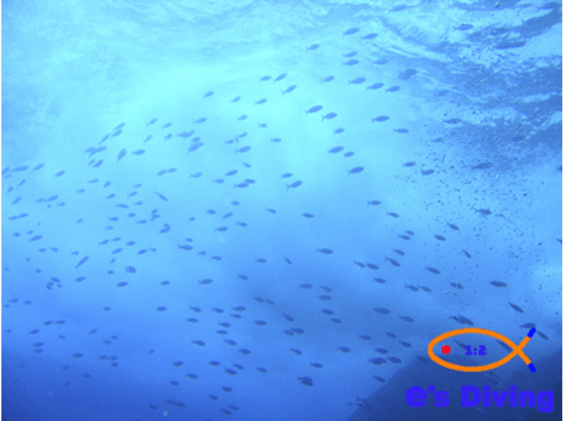 [沖繩久米]羽翼豐滿的潛水員的第一步！ NAUI潛水員執照培訓の紹介画像