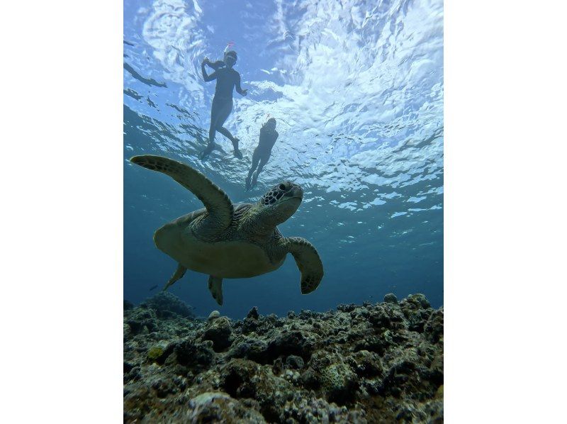 [Set tour] Kabira Bay SUP & Blue Cave Sea Turtle Snorkeling ☆ Sea turtle encounter rate is currently 100% 《Drone data present》 Spring sale now onの紹介画像