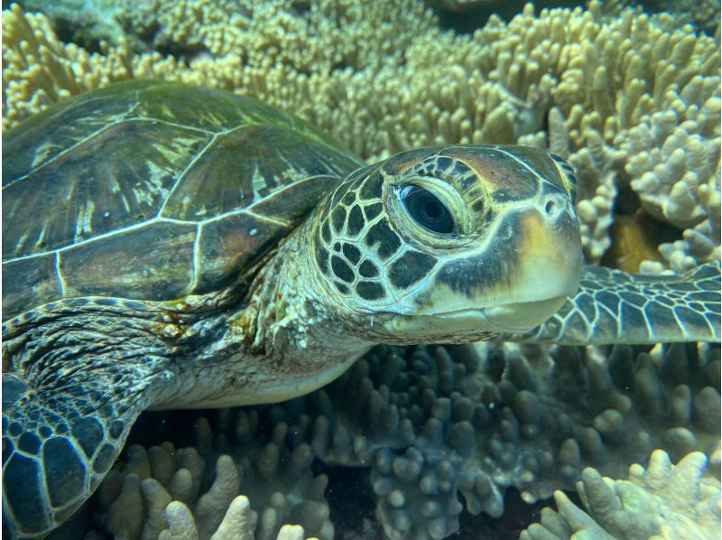 [Set tour] Kabira Bay SUP & Blue Cave Sea Turtle Snorkeling ☆ Sea turtle encounter rate is currently 100% 《Drone data present》 Spring sale now onの紹介画像