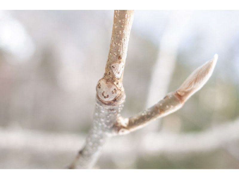 [Tochigi/Nikko] Snowshoe trekking for families and beginners (beginner)の紹介画像