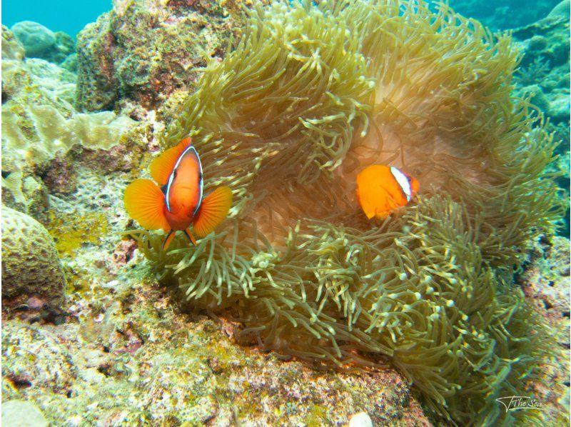 １名参加OK【恩納村】サンゴの村の海★熱帯魚クマノミと一緒に★ボート体験ダイビング★GoPro撮影データ全てプレゼント！の紹介画像