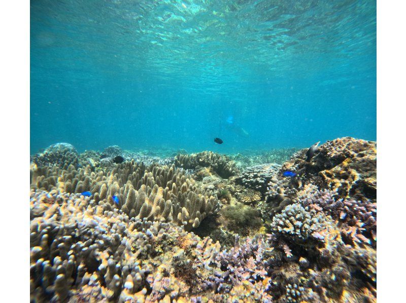 １名参加OK【恩納村】サンゴ村の海★熱帯魚クマノミと一緒に★ボート体験ダイビング★GoPro水中撮影データ全てプレゼント！の紹介画像