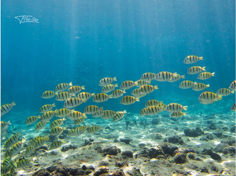 1人參加 【恩納村】珊瑚村海 ★與熱帶魚小丑魚一起體驗潛水 ★乘船體驗潛水 ★贈送所有GoPro拍攝數據！の紹介画像