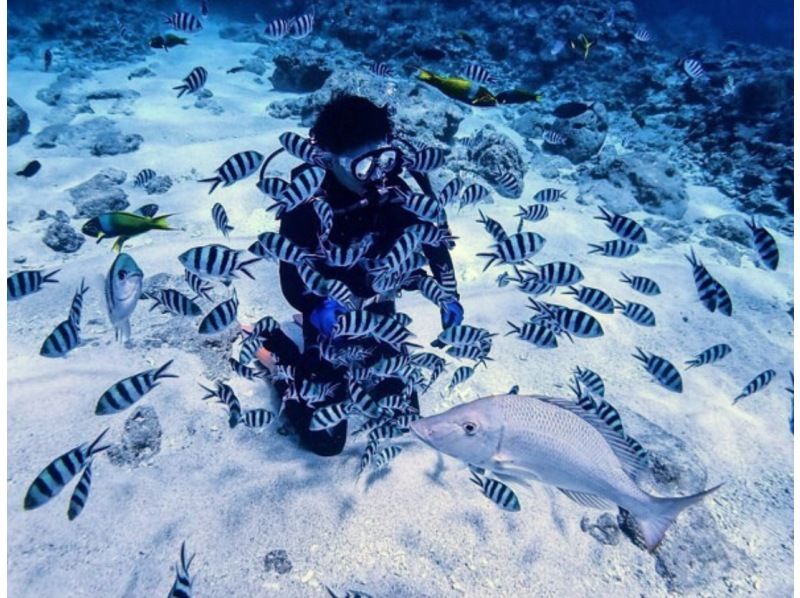 [Okinawa Headquarters, Minna Island or Sesoko Island] Beginner-friendly boat experience diving 2 divesの紹介画像