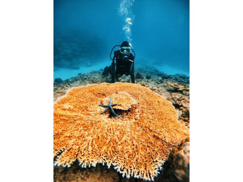 [Okinawa Headquarters, Minna Island or Sesoko Island] Beginner-friendly boat experience diving 2 divesの紹介画像