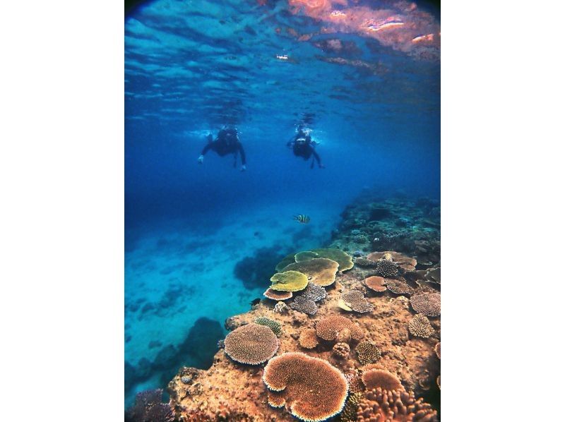 [Okinawa Headquarters, Minna Island or Sesoko Island] Beginner-friendly boat experience diving 2 divesの紹介画像