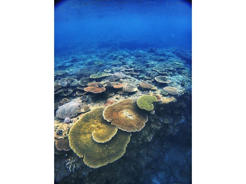 [Okinawa Headquarters, Minna Island or Sesoko Island] Beginner-friendly boat experience diving 2 divesの紹介画像
