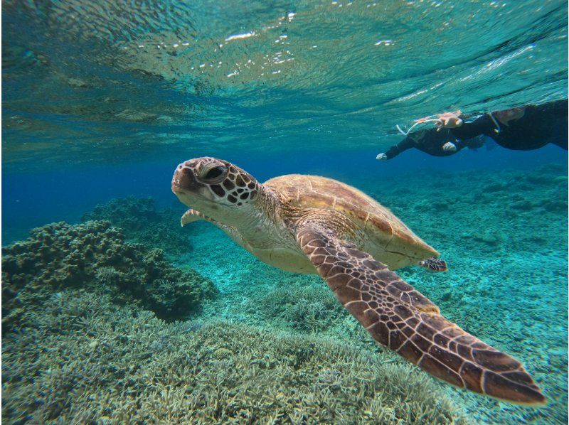 Zamami Island - Boat snorkel] Day trip empty-handed ♪ Free photo