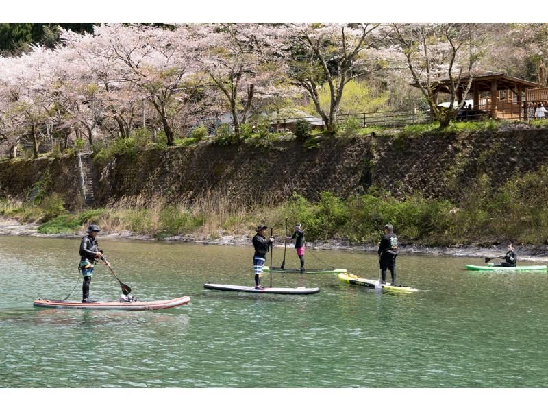 【高知・仁淀川】春のスペシャルツアー  3月4月限定 桜咲く絶景仁淀ブルーでお花見SUP 女子旅にもオススメ！！の紹介画像