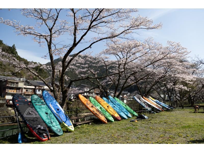 【高知・仁淀川】春のスペシャルツアー  3月限定 桜咲く絶景仁淀ブルーでお花見SUP 女子旅にもオススメ！！の紹介画像