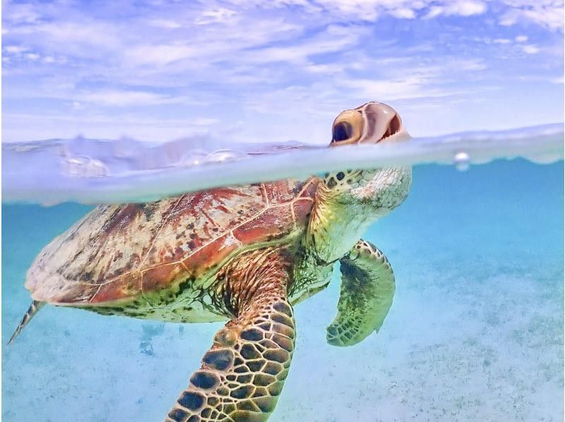 Miyakojima "Private VIP Plan" [Sea Turtle Snorkeling & Sunset SUP Tour] Sea turtle encounter rate continues to be 100%! All photo data will be given free of charge ★の紹介画像