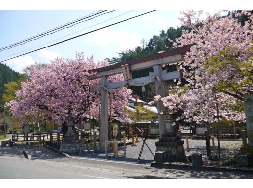 スプリングセール実施中【3日間限定！】偶然が生んだ名木「黒田百年桜」で京都桜のフィナーレを飾ろう！＜専用車1台8名様限定＞