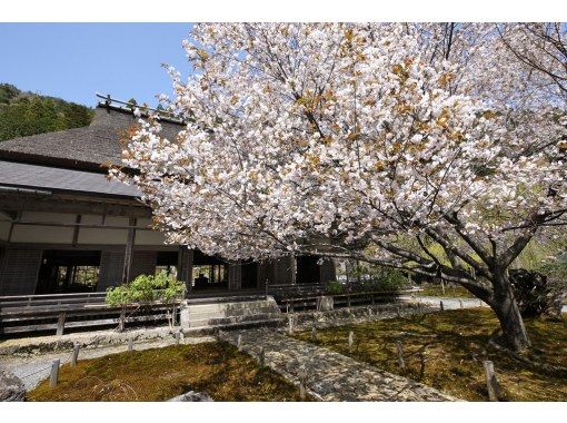 スプリングセール実施中【3日間限定！】偶然が生んだ名木「黒田百年桜」で京都桜のフィナーレを飾ろう！＜専用車1台8名様限定＞