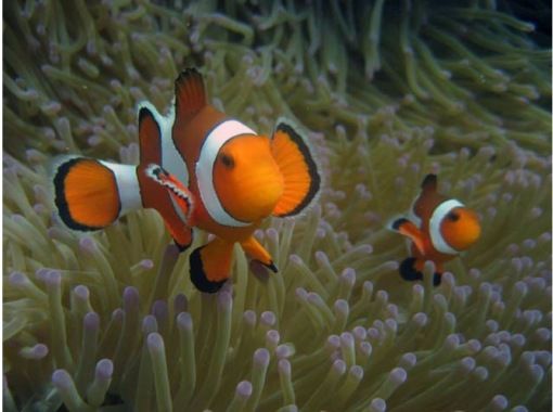 【うるま市】 ボートで行くオリジナルポイント『フラワーガーデン』でシュノーケル!! 【うるま市】 ボートで行くオリジナルポイント『フラワーガーデン』でシュノーケル!!