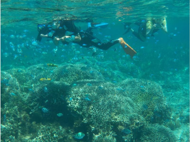 [Uruma City] Snorkel at the original spot "Flower Garden" accessible by boat!の紹介画像