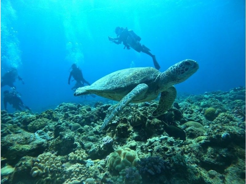 【那覇発・慶良間】期間限定2名以上参加で3DIVE18000円キャンペーン☆器材レンタル込み☆ボートFUNダイビング３本☆の紹介画像