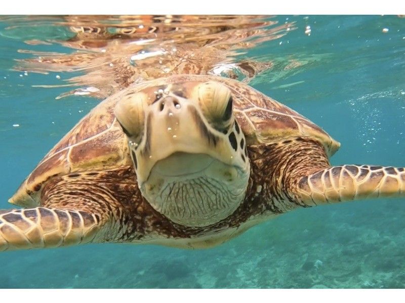[Amami Oshima Snorkeling] Into the crystal clear sea! A moving experience of swimming with sea turtles ☆ Photo gift included {F Plan}の紹介画像