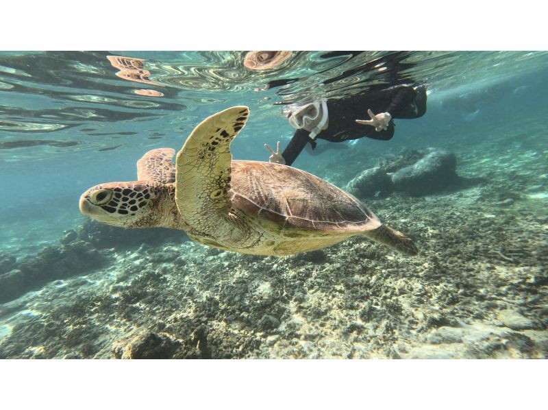《Plan F》【Amami Oshima・Snorkeling】Let's go see sea turtles! Beach snorkeling! Free photo shoot!!の紹介画像