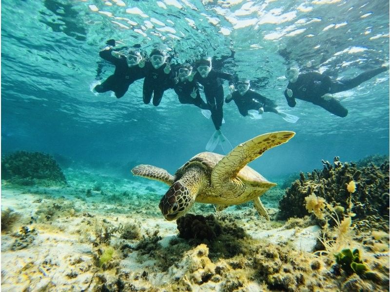 [Amami Oshima Snorkeling] Into the crystal clear sea! A moving experience of swimming with sea turtles ☆ Photo gift included {F Plan}の紹介画像
