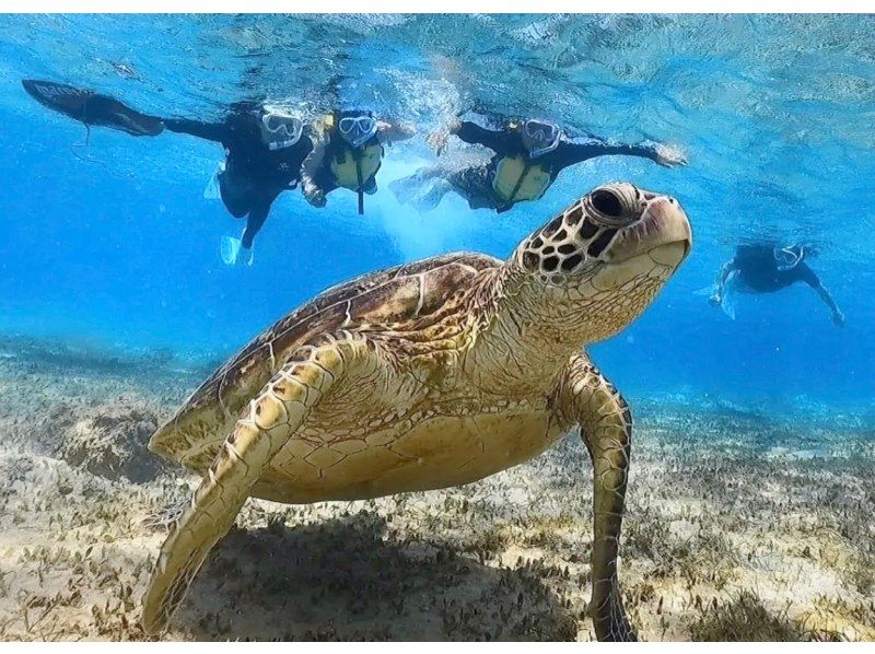 [อามามิโอชิมะ/การดำน้ำตื้น(Snorkeling)] คุณสามารถเพลิดเพลินได้แม้ในฤดูหนาว♪ว่ายน้ำกับเต่าทะเลในอามามิ! ประสบการณ์การดำน้ำตื้นชายหาดที่ปลอดภัย! ของขวัญถ่ายรูป ☆《F Plan》の紹介画像