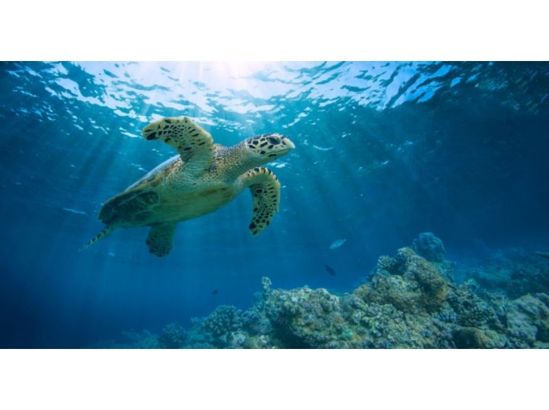 [Amami Oshima Snorkeling] Enjoy even in winter♪ Swim with sea turtles in Amami! A safe beach snorkeling experience! Free photo shoot☆《Plan F》の紹介画像