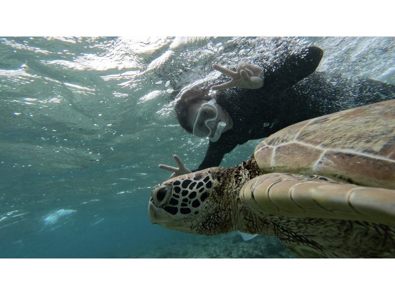 [แผน F] [อามามิโอชิมะ/การดำน้ำตื้น(Snorkeling)] ไปดูเต่าทะเลกันเถอะ! ดำน้ำตื้นชายหาด! ของขวัญถ่ายรูป!!の紹介画像