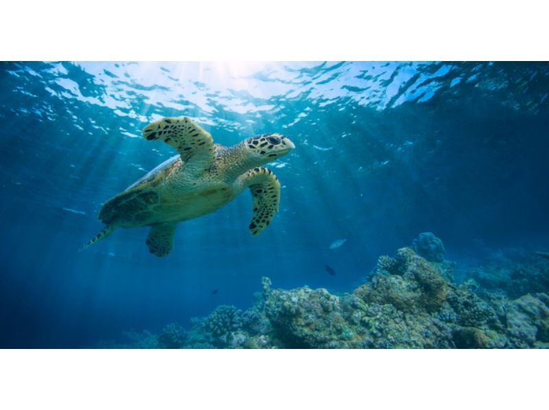 [F計畫] [奄美大島/浮潛] 2024年超級夏季促銷 我們去看海龜吧！海灘浮潛！拍照禮物！の紹介画像