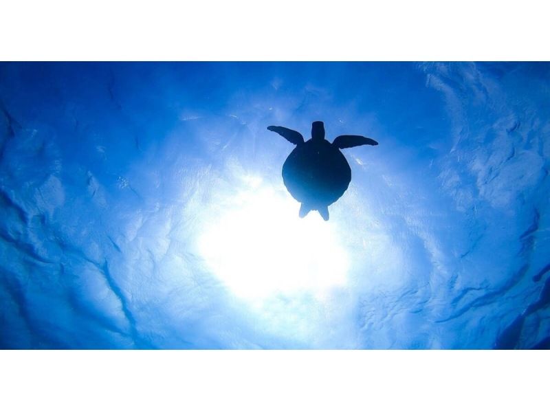 [แผน F] [อามามิโอชิมะ/การดำน้ำตื้น(Snorkeling)] ไปดูเต่าทะเลกันเถอะ! ดำน้ำตื้นชายหาด! ของขวัญถ่ายรูป!!の紹介画像