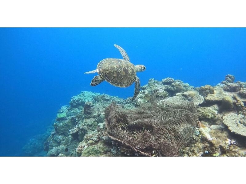 [อามามิโอชิมะ/การดำน้ำตื้น(Snorkeling)] คุณสามารถเพลิดเพลินได้แม้ในฤดูหนาว♪ว่ายน้ำกับเต่าทะเลในอามามิ! ประสบการณ์การดำน้ำตื้นชายหาดที่ปลอดภัย! ของขวัญถ่ายรูป ☆《F Plan》の紹介画像