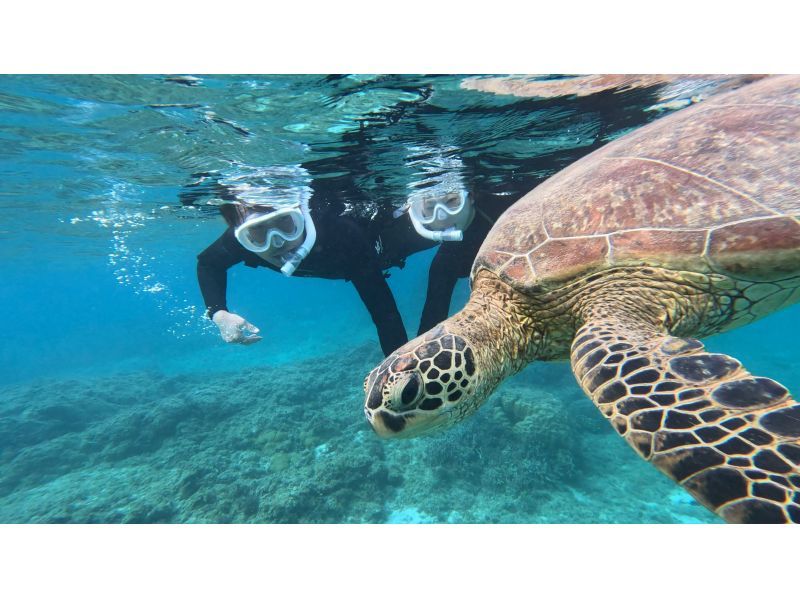 [อามามิโอชิมะ/การดำน้ำตื้น(Snorkeling)] คุณสามารถเพลิดเพลินได้แม้ในฤดูหนาว♪ว่ายน้ำกับเต่าทะเลในอามามิ! ประสบการณ์การดำน้ำตื้นชายหาดที่ปลอดภัย! ของขวัญถ่ายรูป ☆《F Plan》の紹介画像