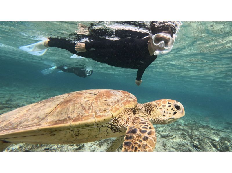 [Amami Oshima Snorkeling] Enjoy even in winter♪ Swim with sea turtles in Amami! A safe beach snorkeling experience! Free photo shoot☆《Plan F》の紹介画像