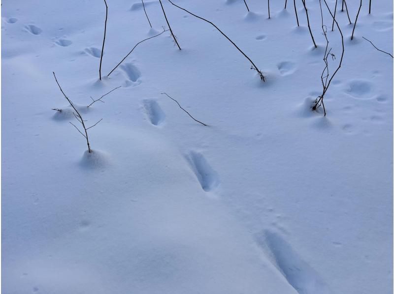 [Hokkaido/Jozankei] Snowshoe experience in Jozankei Onsen Forest <Beginners OK/Lecture included>の紹介画像
