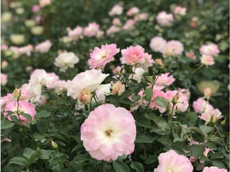 [โทจิกิ / อาชิคางะ] ตั๋วเข้าชมสวนดอกไม้ Ashikaga (ตั๋ว 1 วัน)の紹介画像