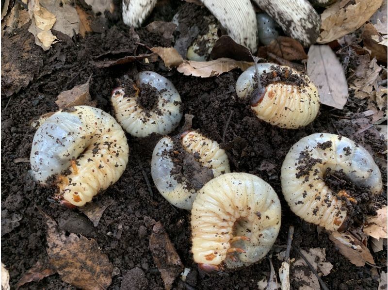 【東京】カブトムシの幼虫と春の昆虫探し！の紹介画像