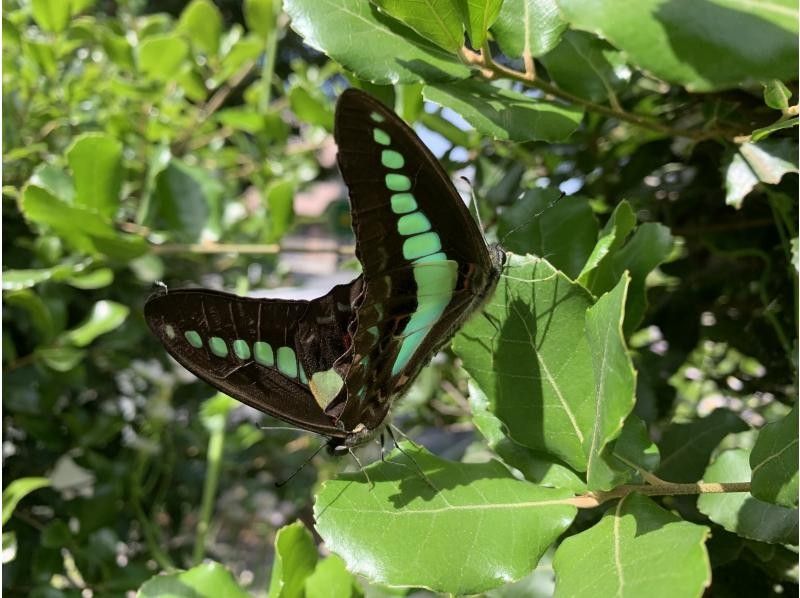 【東京】カブトムシの幼虫と春の昆虫探し！の紹介画像