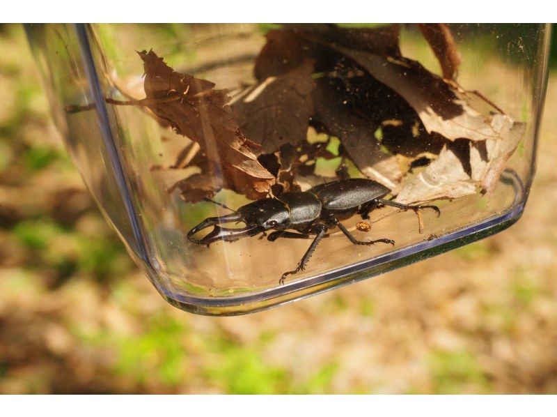 【東京】カブトムシの幼虫と春の昆虫探し！の紹介画像
