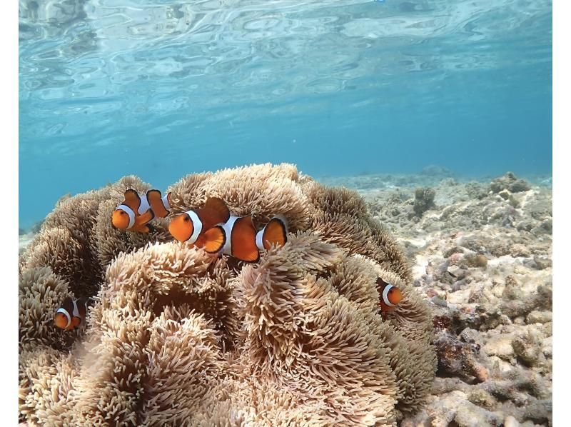 Miyakojima "Sure to look great on social media!" Fully reserved! [SUP tour & sea turtle snorkeling] 100% encounter rate continues! ★ Same-day reservations OK! ★ Free photo dataの紹介画像