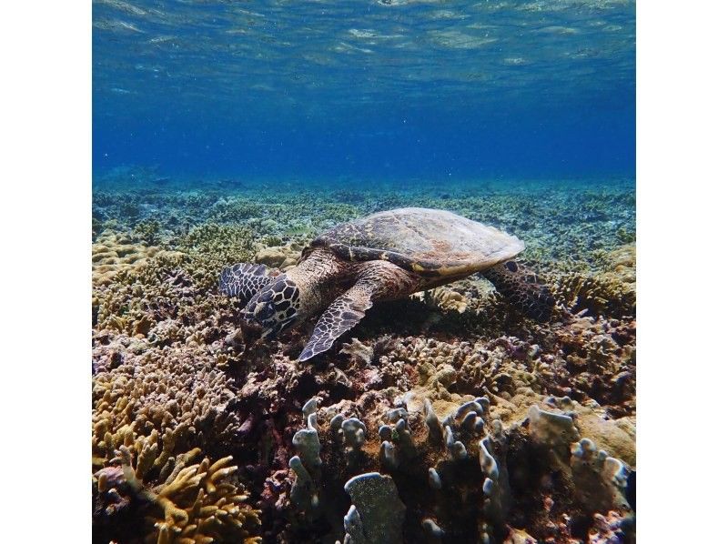 [沖繩/宮古島]超值套餐♪這是一個超值套餐，包括流行的海上皮划艇之旅和海龜浮潛之旅♪  の紹介画像