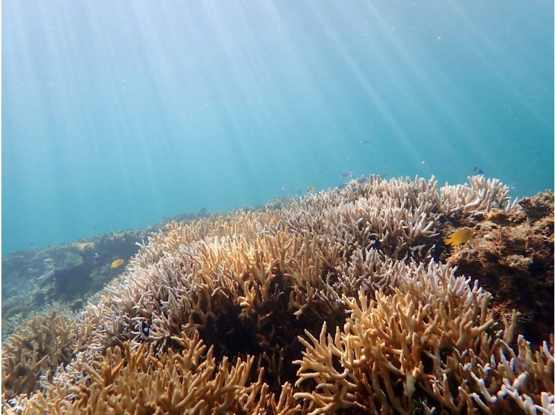 【오키나와 미야코지마】유니노하마 or 맹그로브 정글을 선택할 수 있다! 인기 카약 투어 & 바다 거북 스노클링이 세트로 싸게 유익합니다 ♪の紹介画像