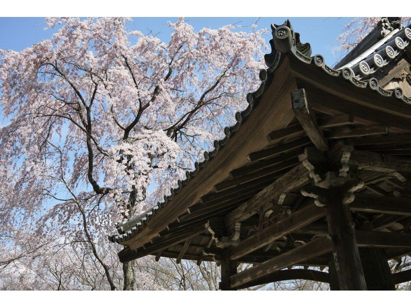 スプリングセール実施中【3日間限定！】千の願いが叶う！「千眼桜」を見たい！そうだ、京都の郊外に行こう。＜専用車1台8名様限定＞の紹介画像
