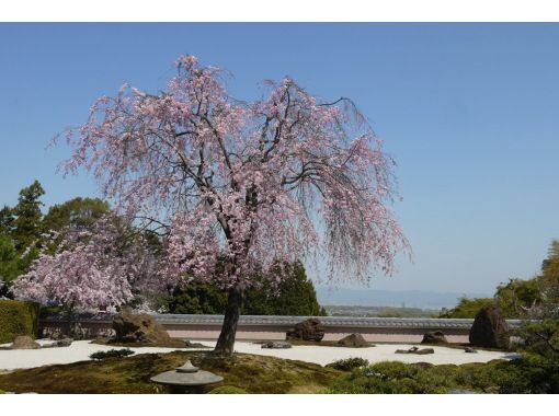 スプリングセール実施中【3日間限定！】千の願いが叶う！「千眼桜」を見たい！そうだ、京都の郊外に行こう。＜専用車1台8名様限定＞