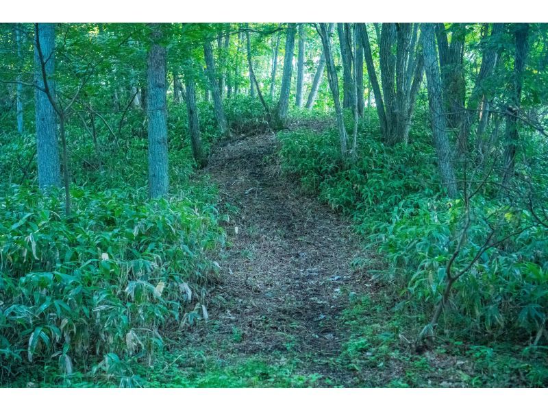 [Hokkaido/Noboribetsu] Adex Forest Nature Walk Tourの紹介画像