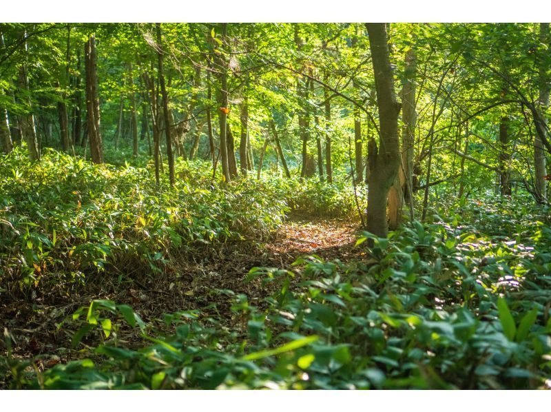 [Hokkaido/Noboribetsu] Adex Forest Nature Walk Tourの紹介画像