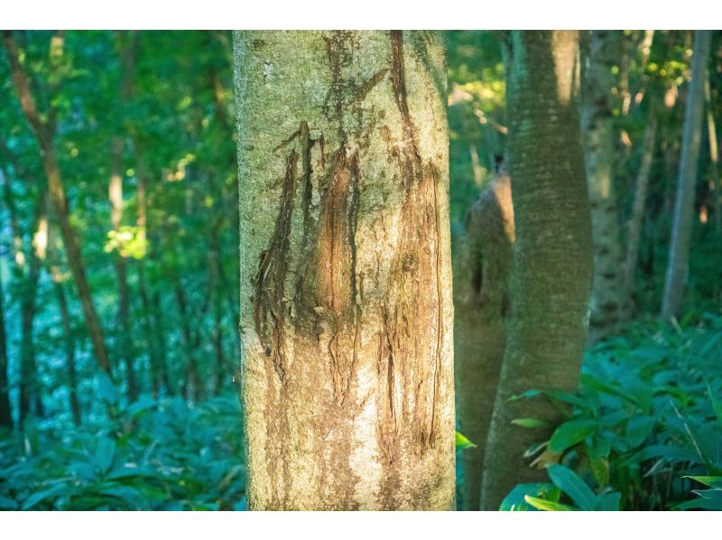 [Hokkaido/Noboribetsu] Adex Forest Nature Walk Tourの紹介画像