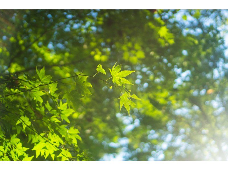 [Hokkaido/Noboribetsu] Adex Forest Nature Walk Tourの紹介画像