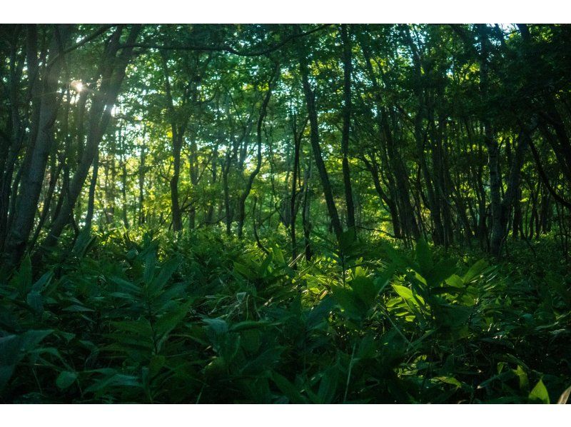 【北海道・登別】アデックスの森ネイチャーウォークツアーの紹介画像