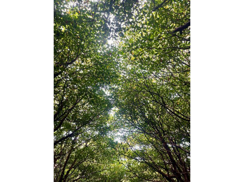 [Okinawa, Miyakojima] Full of nature! Mangrove jungle kayak tour! Miyakojima's rare mangrove ★ Hidden spot ♪の紹介画像