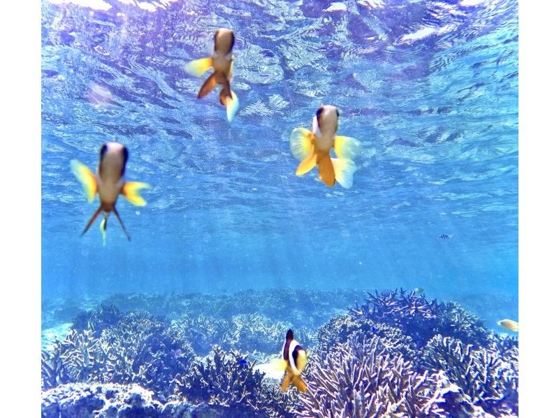 沖縄No1 ビーチを貸し切り‼︎シュノーケリング【90分】ジャングリア・美ら海水族館・古宇利島近く！高画質水中カメラ撮影無料♪♪の紹介画像