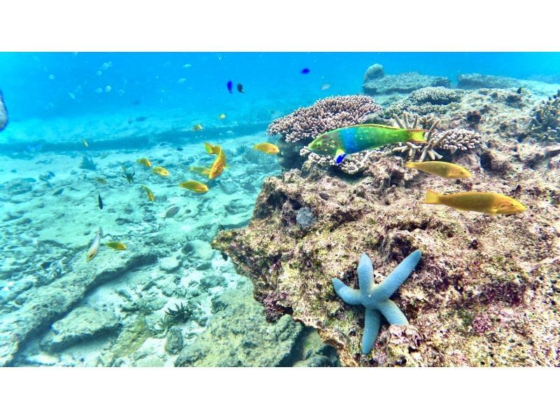 沖縄No1 ビーチを貸し切り‼︎シュノーケリング【90分】ジャングリア・美ら海水族館・古宇利島近く！高画質水中カメラ撮影無料♪♪の紹介画像